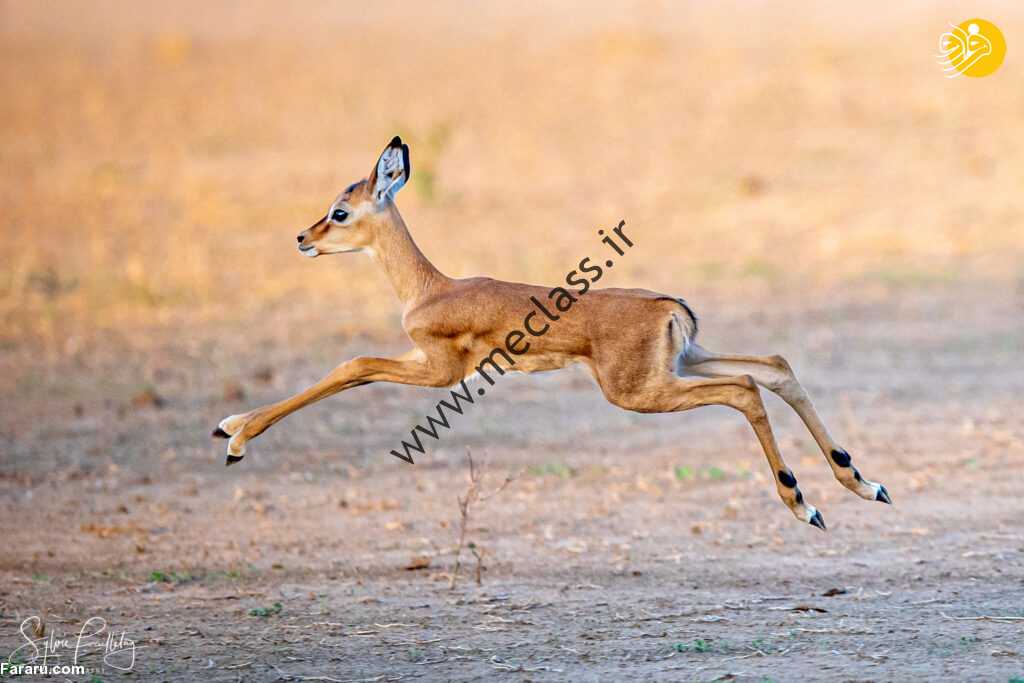(عکس)