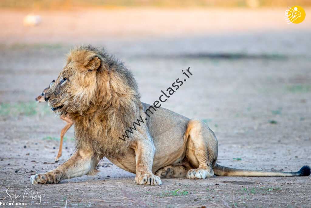 (عکس)